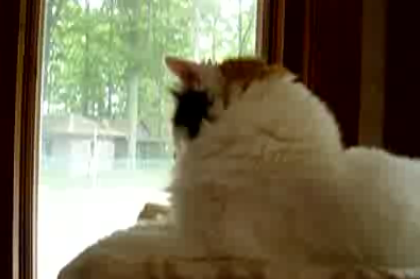 Pet of the Week: The Aftermath